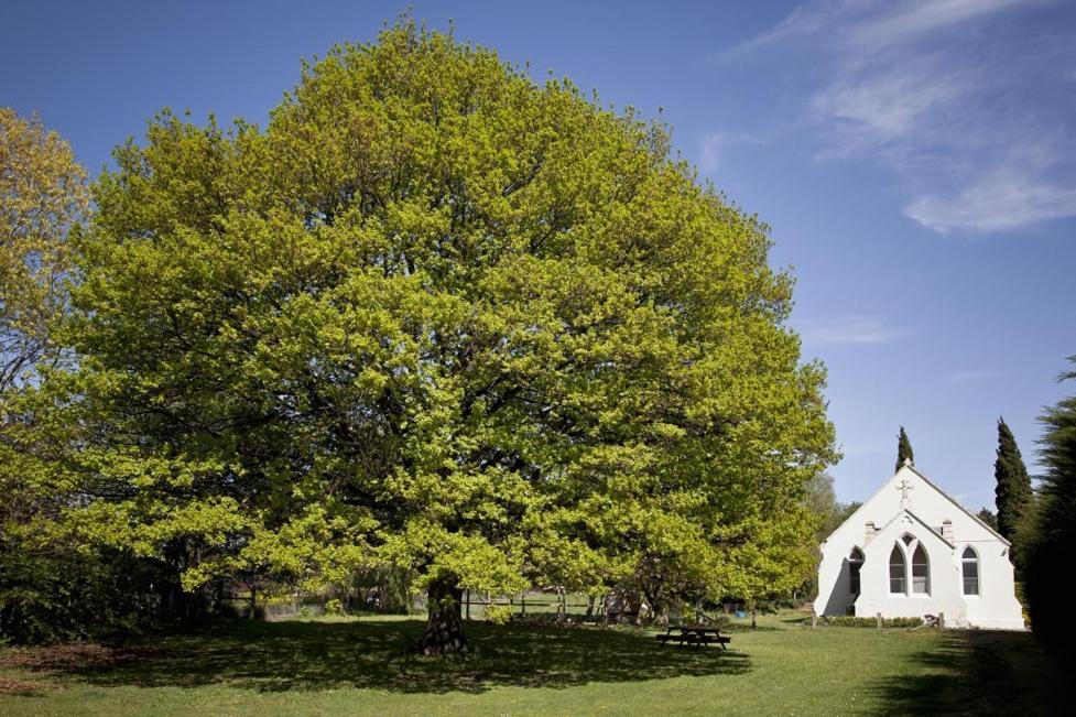The Holy Oaks *